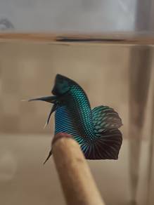 Ikan Laga Betta Mahachai Betta Fish