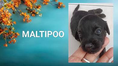 Maltipoo Puppy 
