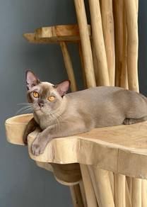 European Burmese Chocolate Female