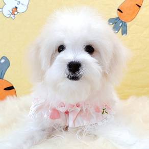 Bichon