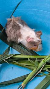 Guinea Pig for sale