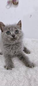 Bsh