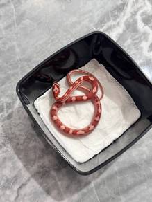Corn Snake