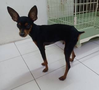 Black and Tan Male Miniature Pinscher 