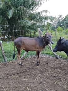 Lembu untuk dijual