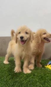 Goldendoodle puppies