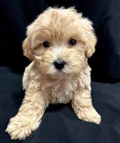 U5364 Round Poodle Little Cute Bear Face Puppy Bab