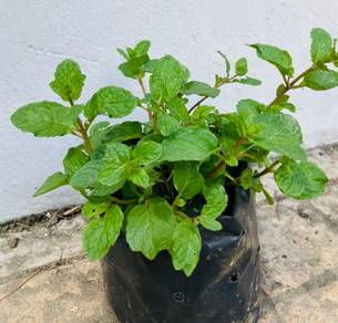 MINT / Pudina, ROSEMARY, THYME, SAGE (Herb Plants)