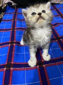 ank kucing DLH