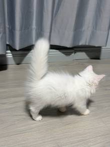 Cat for Rehome With FEE