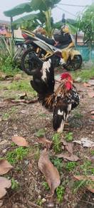 Ayam Serama 