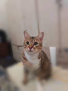 Adoption