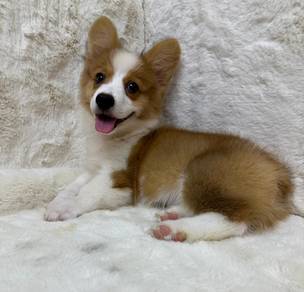 Corgi