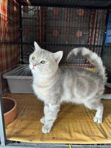 BSH - Red marble tabby