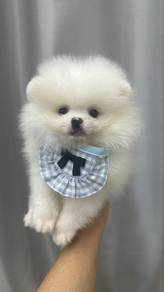 Pomeranian Male Puppy White Color M-292
