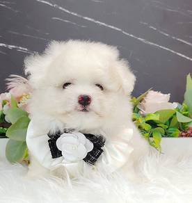 Maltipoo