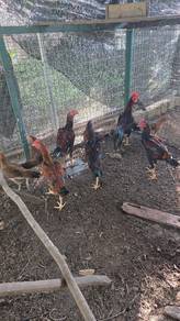 Ayam kampung 