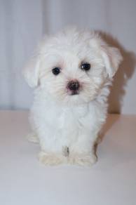 J0430 Maltese Mini Teddy Puppy