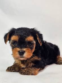 Tiny Yorkshire Terrier Puppy