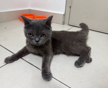 British shorthair cat