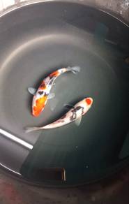 Ikan Koi