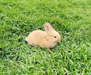 4 baby rabbit for sale