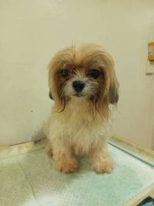 Shih tzu Nice Color 