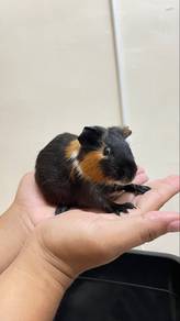 Guinea Pig