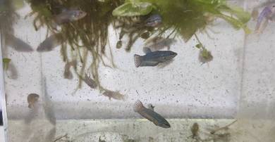 Betta fish fry Anak Ikan Laga