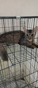 kucing