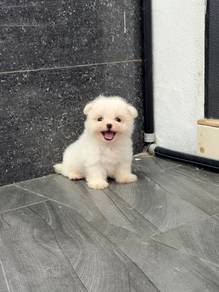 Pure Maltese puppy