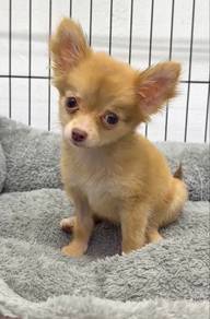 Long-hair Chihuahua