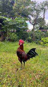 Ayam Hutan Merah Dunhill Sepasang