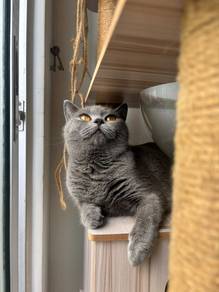 BSH for rehome