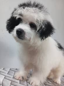 Shipoo smallbreed shortleg