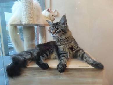 Black Mainecoon Kitten 4 bulan