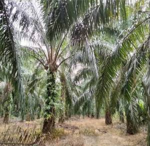 Others Land in Kampong Gajah, PRK
