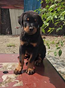 Rottweiler
