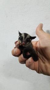 Sugar Glider Classic Grey Baby
