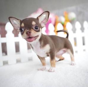 CHIHUAHUA PUPPIES 322 🌷Head Apple Cute Dog
