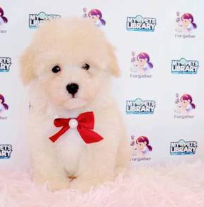 Maltipoo