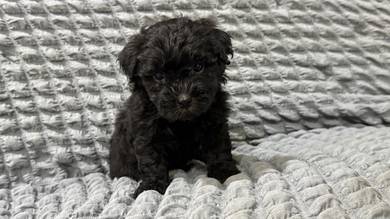shih-poo to sell