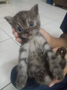 BSH mix kitten 