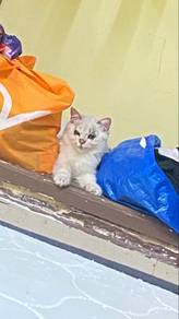 bsh