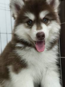 husky puppies g