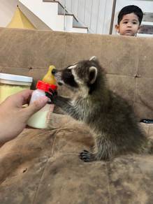 raccoon 
