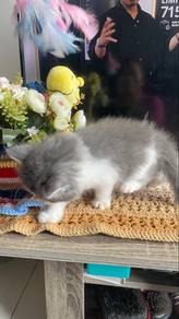 Kitten for adopt Mix Flat Face & Maine coone/Pa