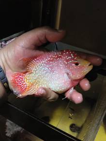 GB Kamfa Male