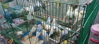 burung baji murah