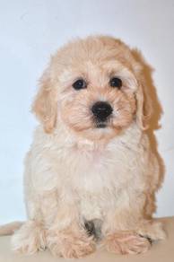 i26 Fluffy Maltichon Dog
